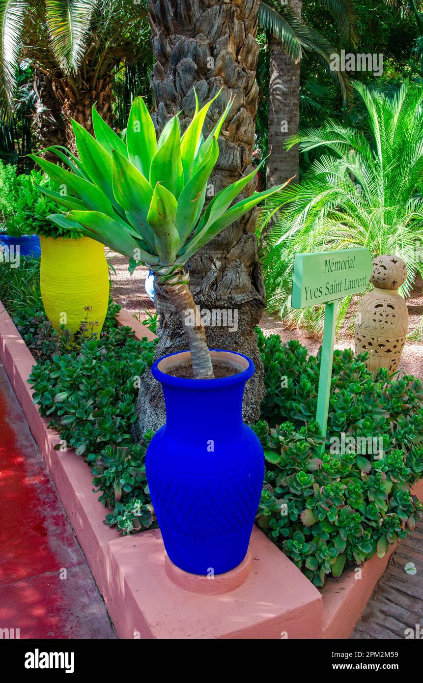 Plants and furnishing elements, architecture, bright colours, electric blue walls. Fat plants. The Majorelle Garden, Marrakech, Morocco Stock Photo
