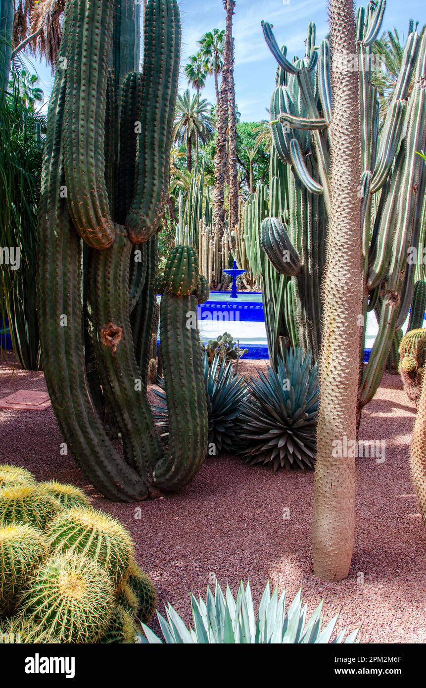 Plants and furnishing elements, architecture, bright colours, electric blue walls. Fat plants. The Majorelle Garden, Marrakech, Morocco Stock Photo