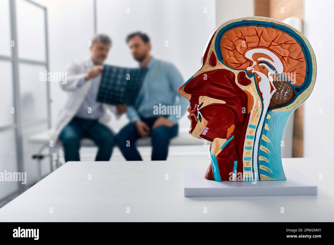Human head anatomical model on doctor's table over background neurologist analyzing results of MRI scan of patient brain at medical clinic. Diseases o Stock Photo