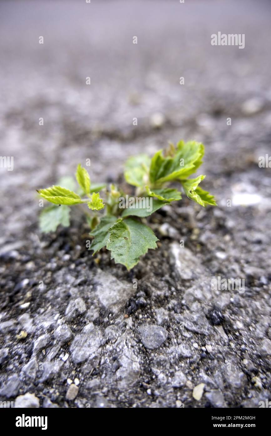 Grass in cement crack hi-res stock photography and images - Alamy