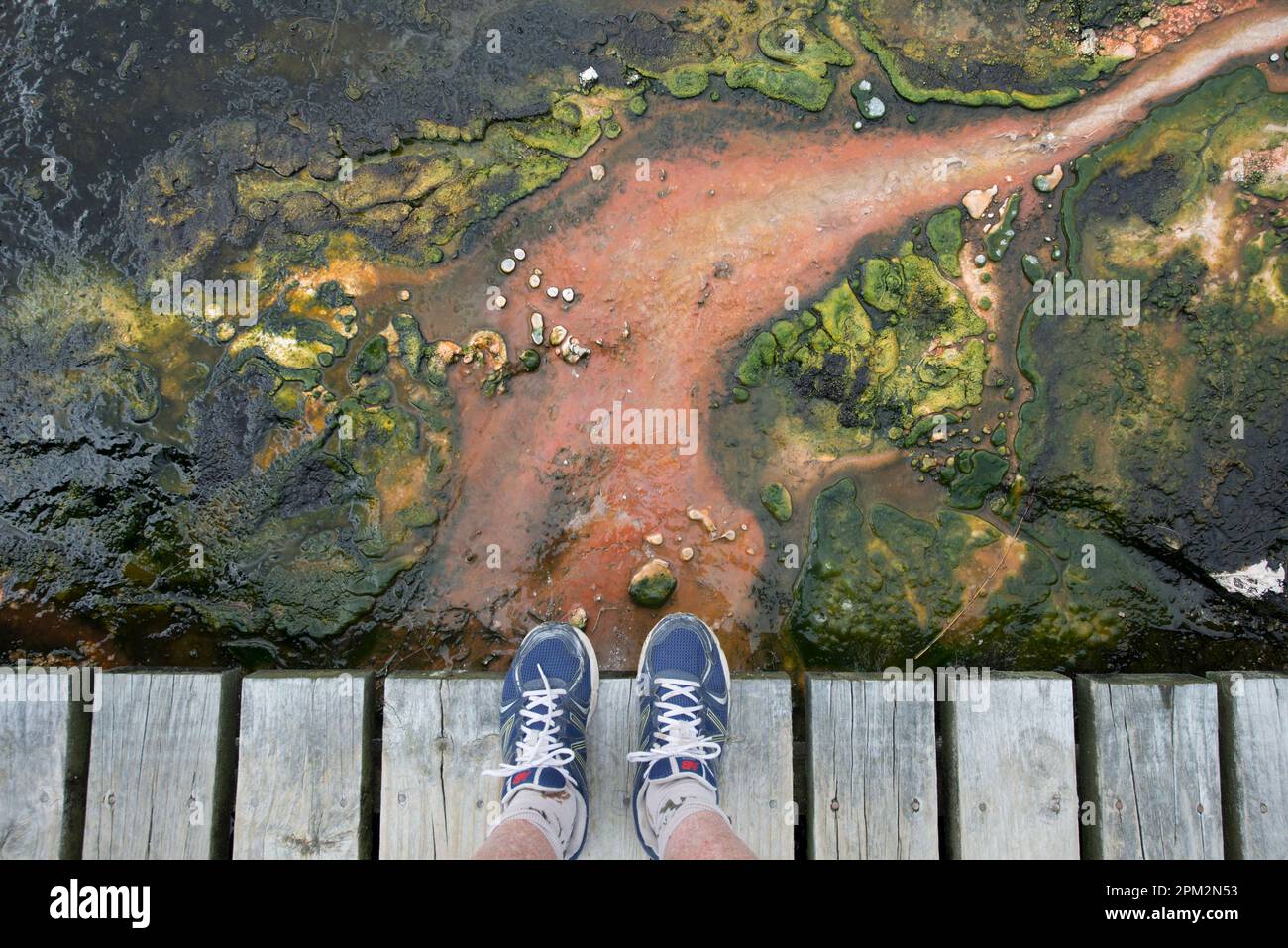 Mineral deposits with feet on walkway with algae deposits from hot springs (sintering), Emerald Terrace, Orakei Korako Cave and Thermal Park, Rotorua, Stock Photo