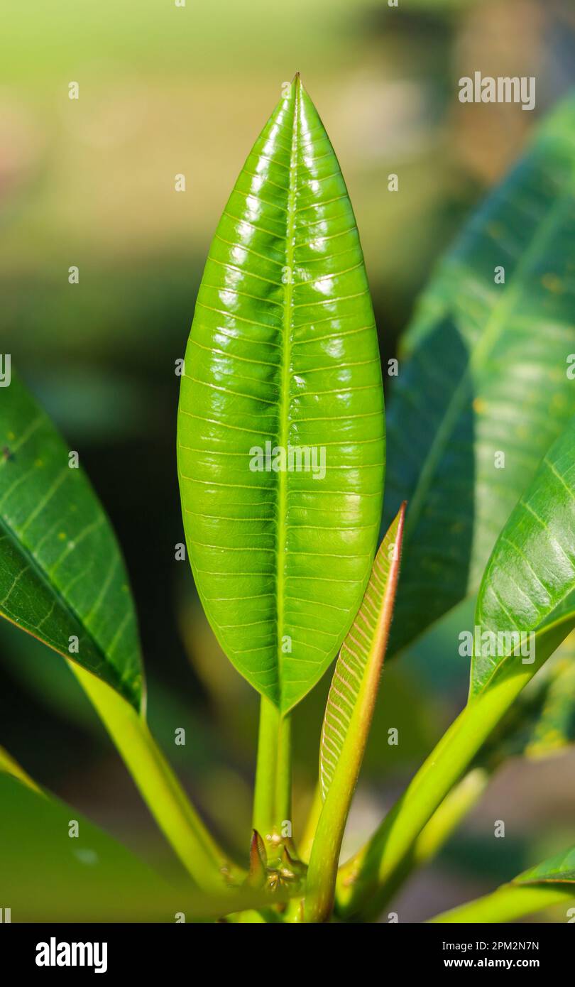 Green frangipani leaves on blurred background - natural plants landscape Stock Photo