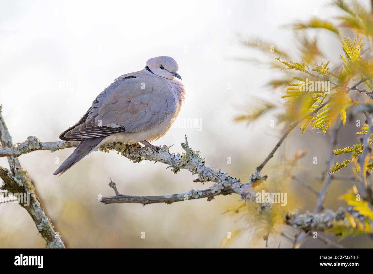 Ringnecked dove or Cape Turtle Dove (Streptopelia capicola) perched in