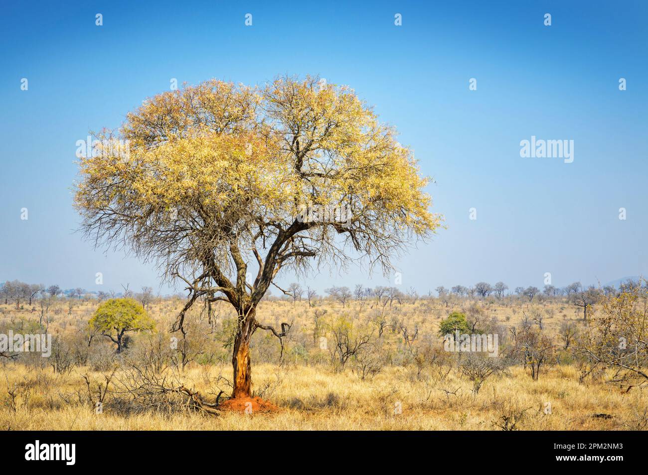 Knob-thorn tree (Acacia Nigrescens) against a clear blue sky, on savanna, Kruger national park, Mpumalanga, South Africa. Stock Photo