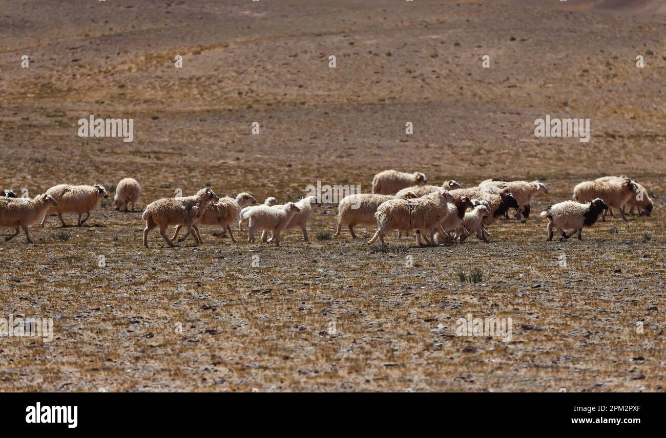 A herd of sheep in the pasture Stock Photo - Alamy
