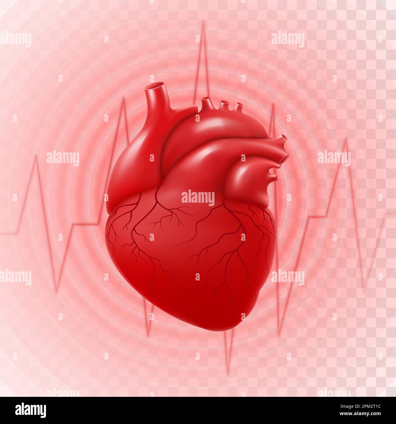 Human Heart And Heart Beat On Ekg. 3d realistic vector isolated human heart, circle pulsation