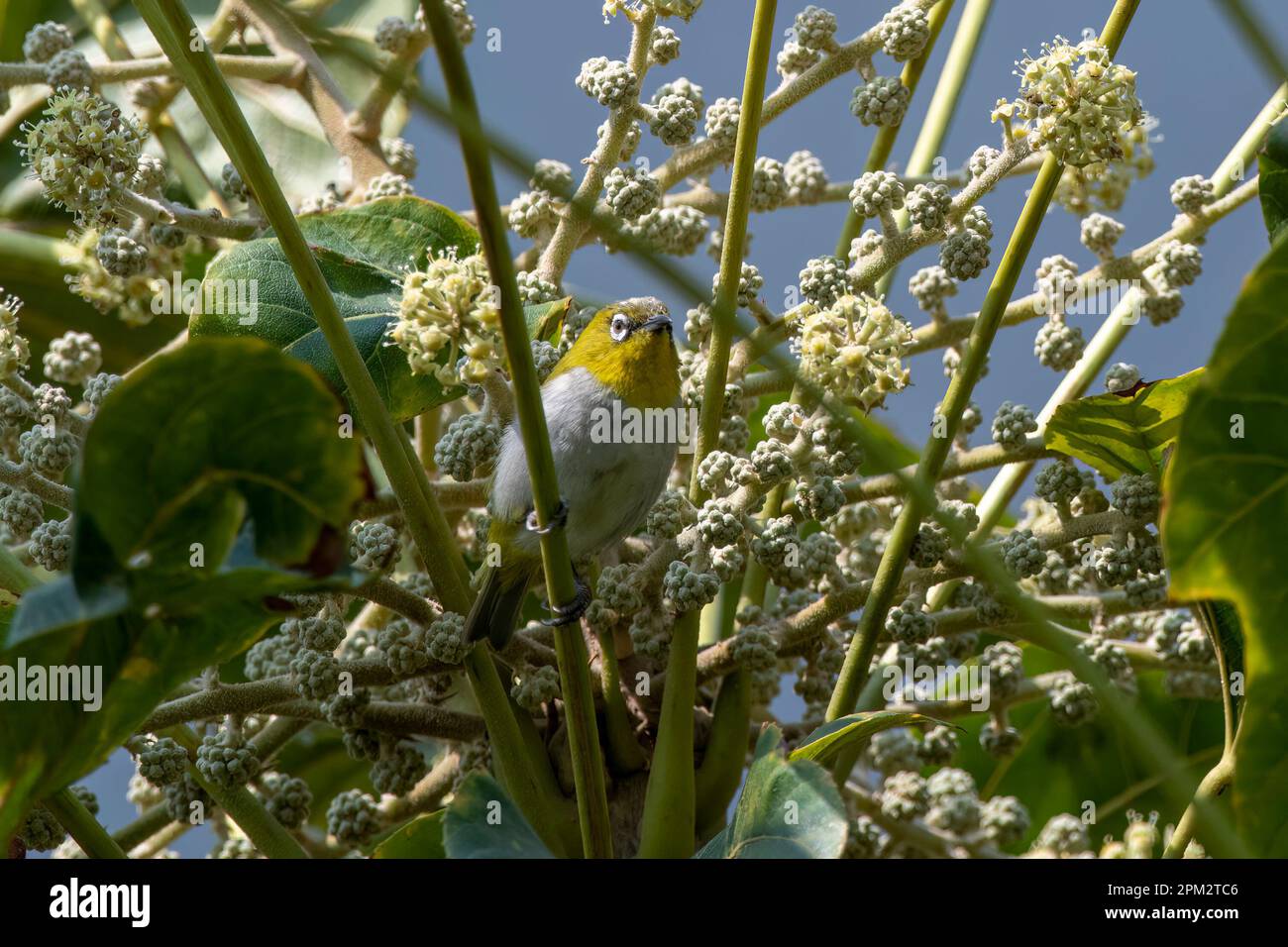 Indian white-eye or Zosterops palpebrosus observed in Latpanchar in West Bengal Stock Photo