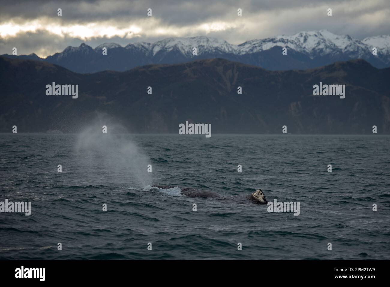 Sperm Whale, Physeter macrocephalus, blowing spray with snow-covered mountains in background, classified on IUCN Red List as Vulnerable, Kaikoura, Can Stock Photo