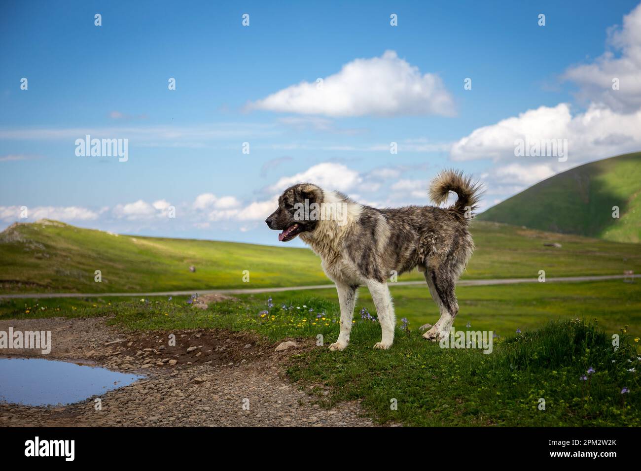 Caucasian Shepherd Dog, guardian dog standing on Javakheti Plateau grasslands, Tskhratskaro Pass, summer, Georgia. Stock Photo