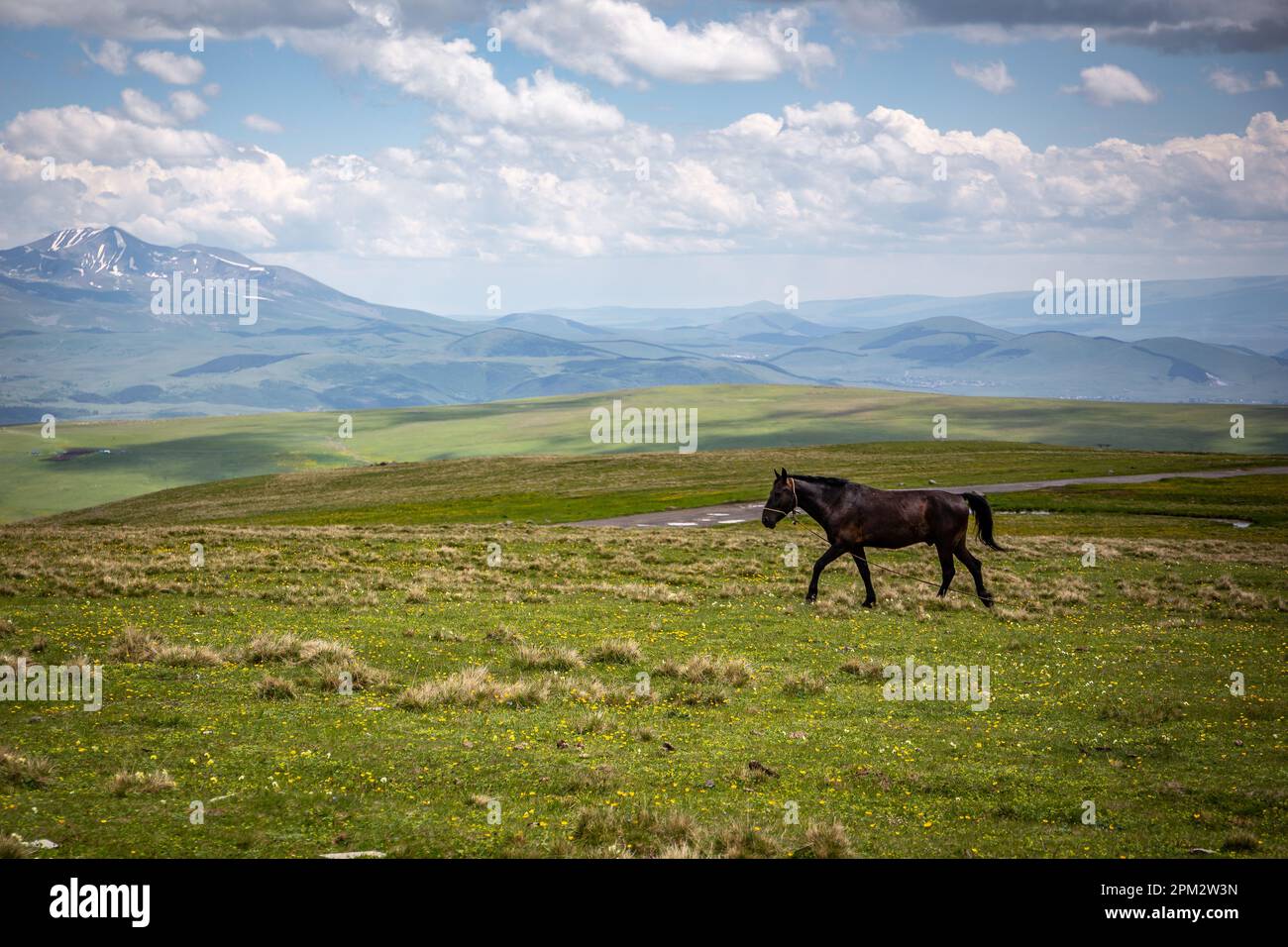Kabarda horse, Caucasian breed horse, galoping through the grasslands of Javakheti Plateau with ancient dormant volcanoes and mountains. Stock Photo