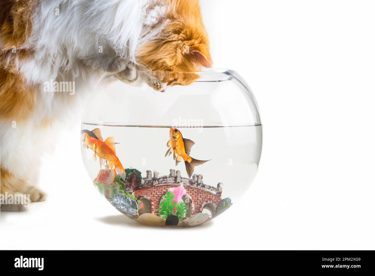 Cat looking fish tank hi-res stock photography and images - Alamy