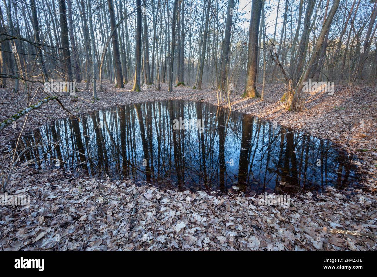 Small pond on forest hi-res stock photography and images - Alamy