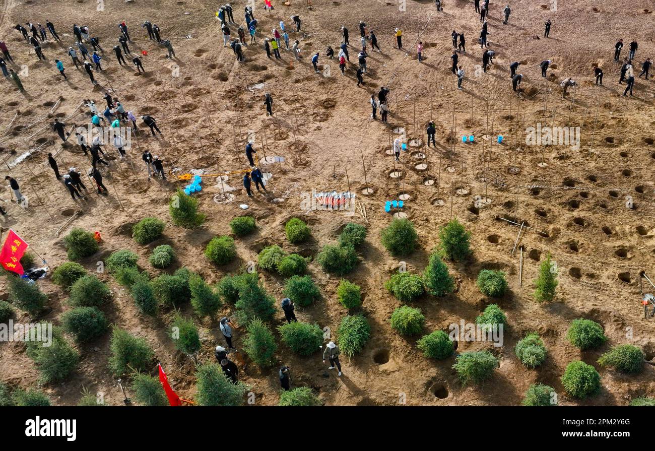 ZHANGYE, CHINA APRIL 11, 2023 Workers plant trees at an ecological
