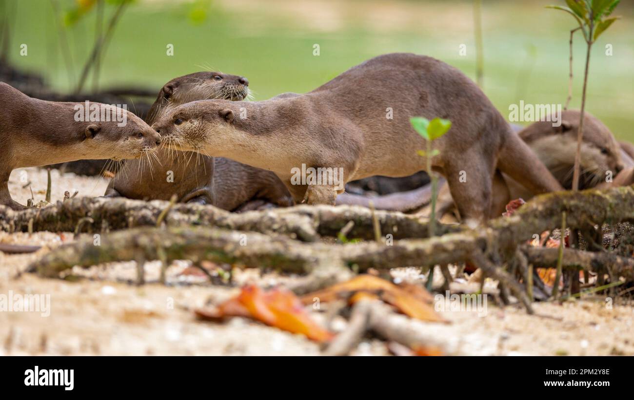 Smooth coated otter family greeting each other after waking up on a mangrove forest beach, Singapore Stock Photo