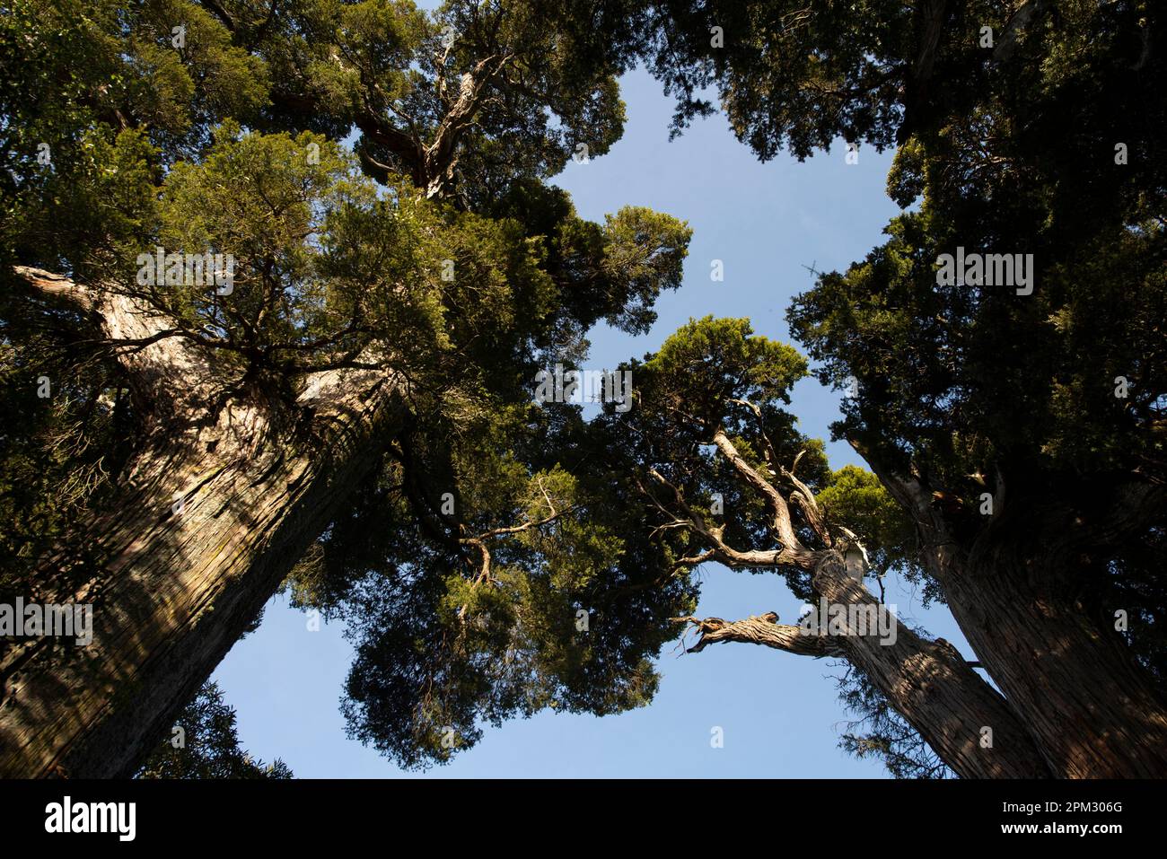 Totara Tree, Podocarpus totara, endemic to New Zealand, Canterbury, South Island, New Zealand Stock Photo