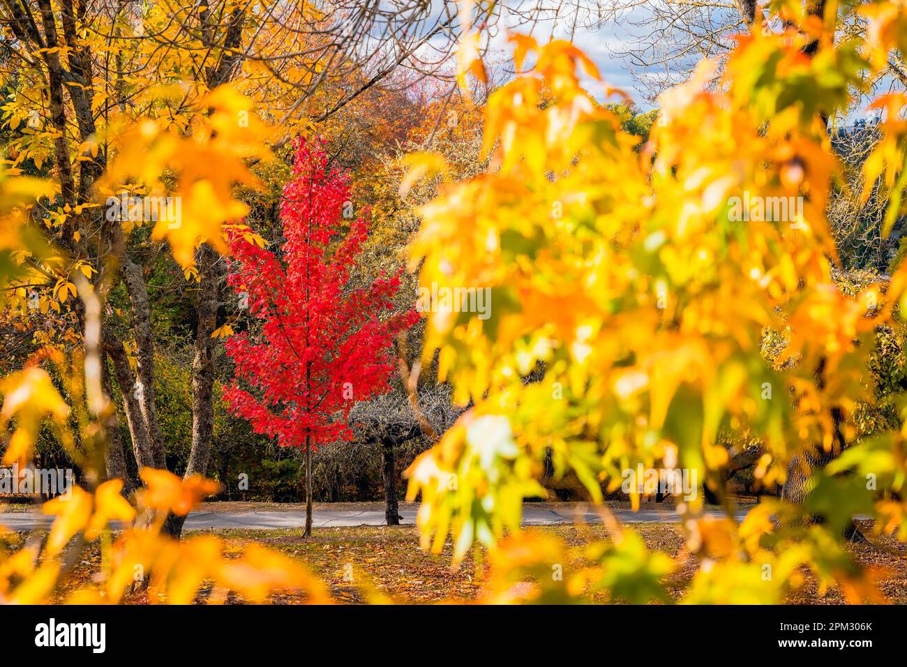 Mount Lofty public park on a day during autumn season. Focus on red tree Stock Photo