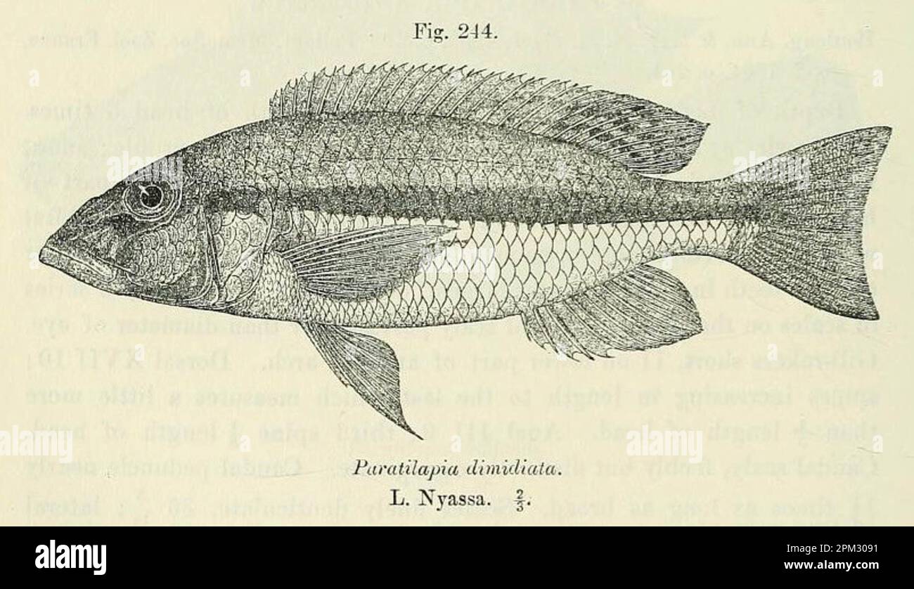 haplochromis Stock Photo