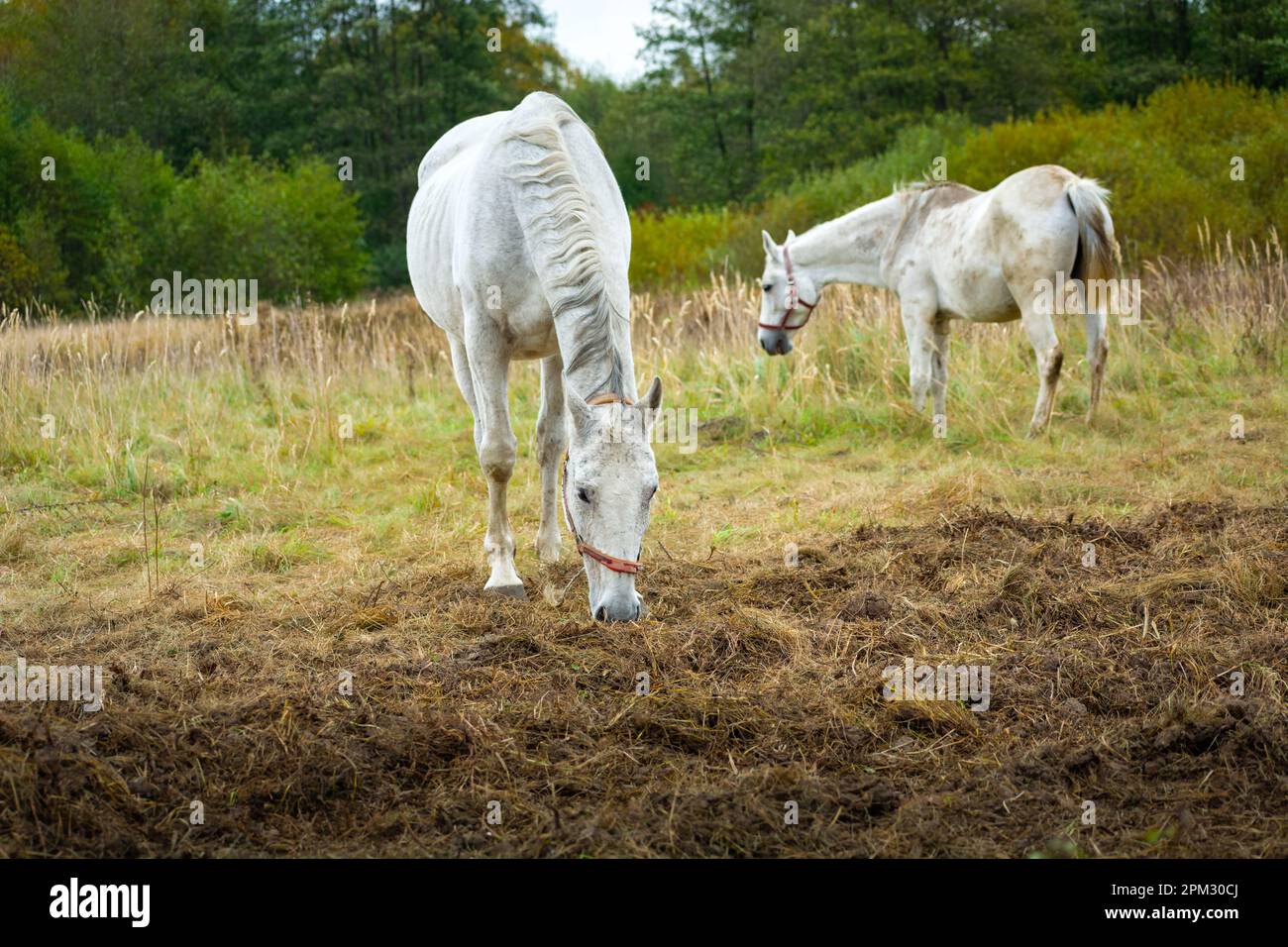 Two large white horses grazing in the pasture Stock Photo