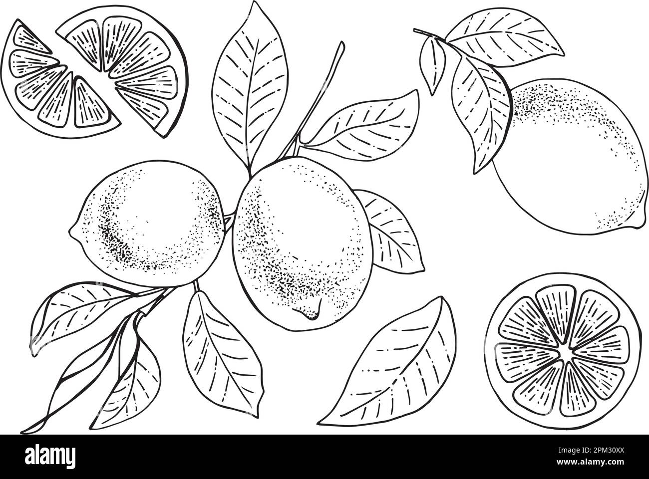Lemon set. Isolated on white background. Hand drawn vector illustration ...