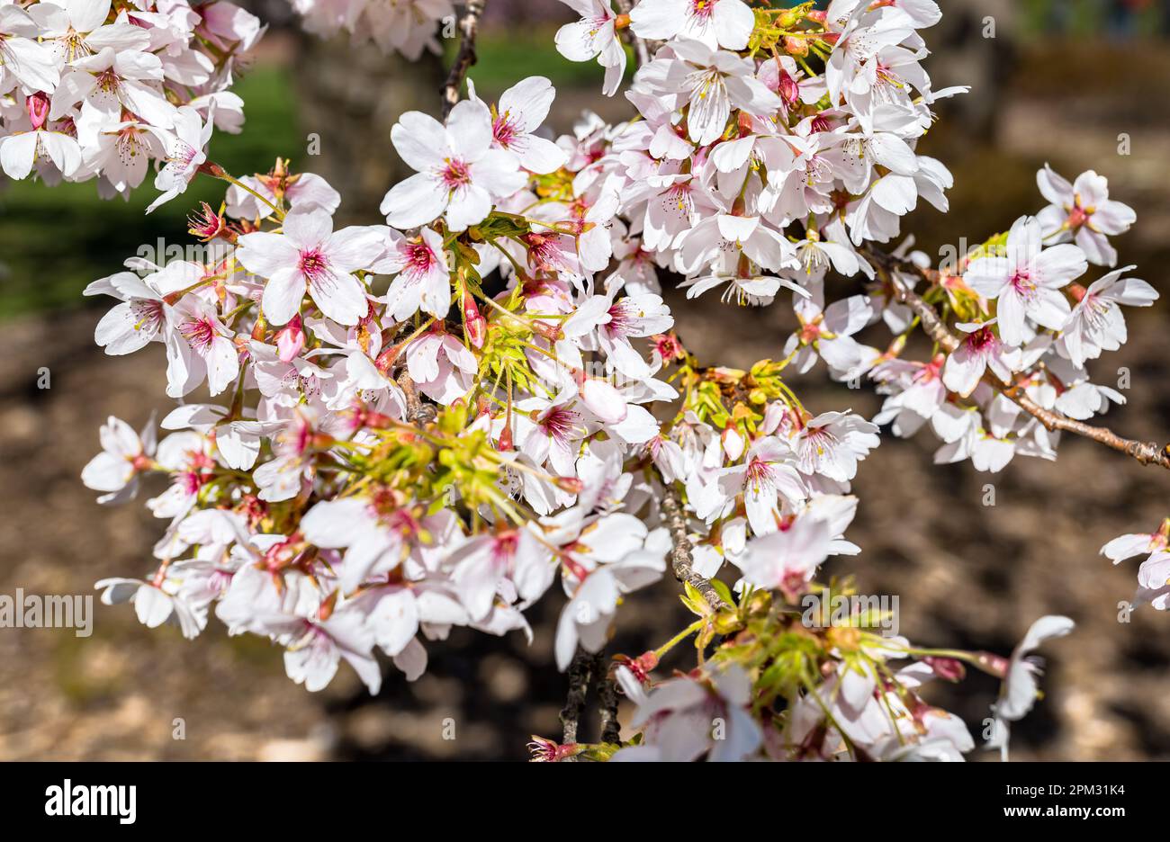 Close up of Yoshino Japanese cherry tree blossom (Prunus × yedoensis) in Spring sunshine, Royal Botanic Garden, Edinburgh, Scotland, UK Stock Photo