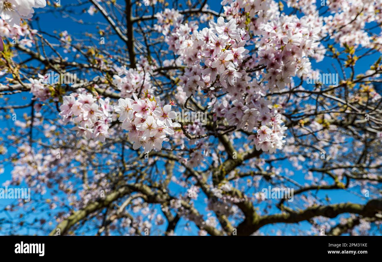 Yoshino Japanese cherry tree blossom (Prunus × yedoensis) in Spring sunshine, Royal Botanic Garden, Edinburgh, Scotland, UK Stock Photo