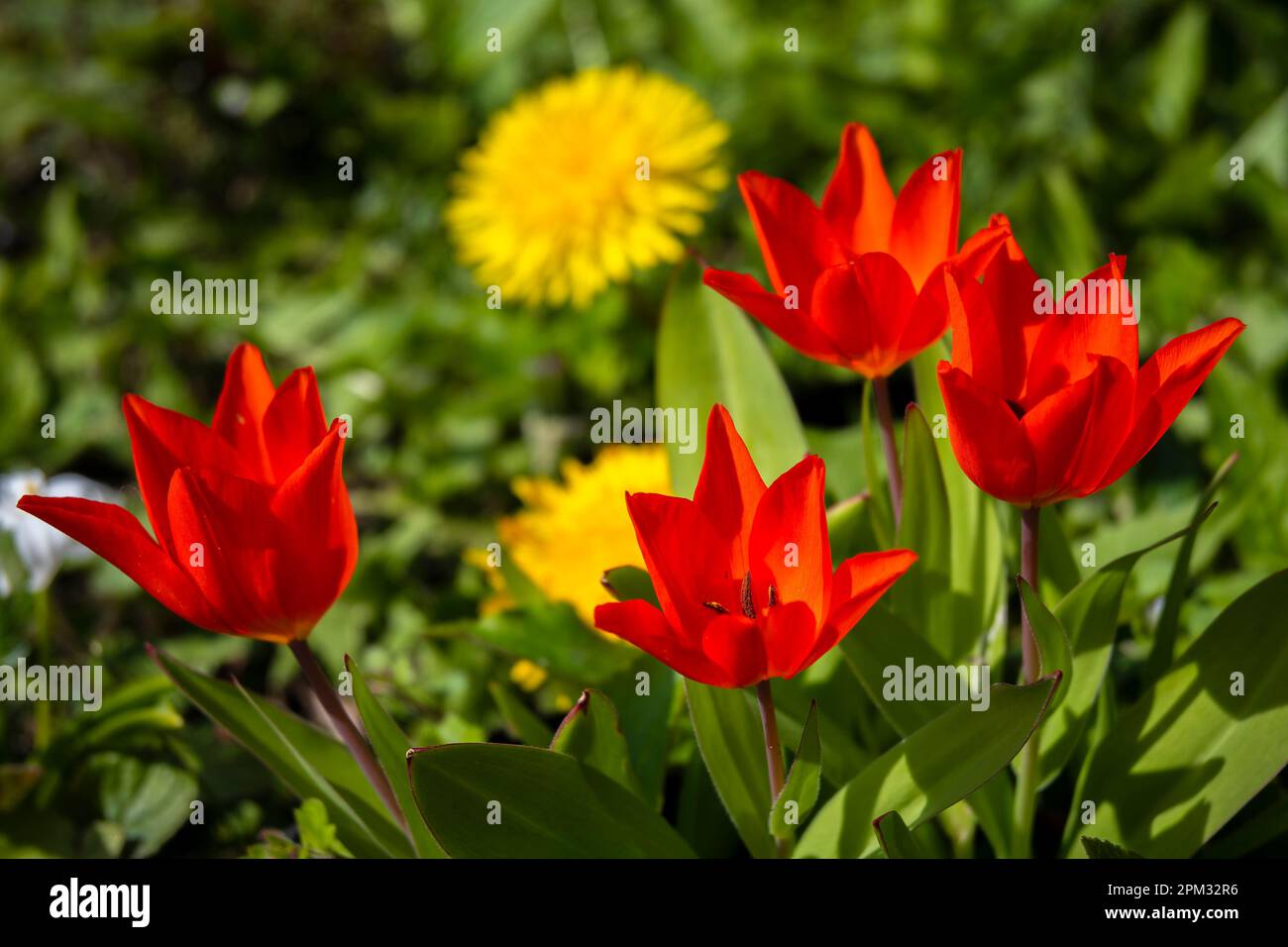 Tulipa liliaceae hi-res stock photography and images - Alamy
