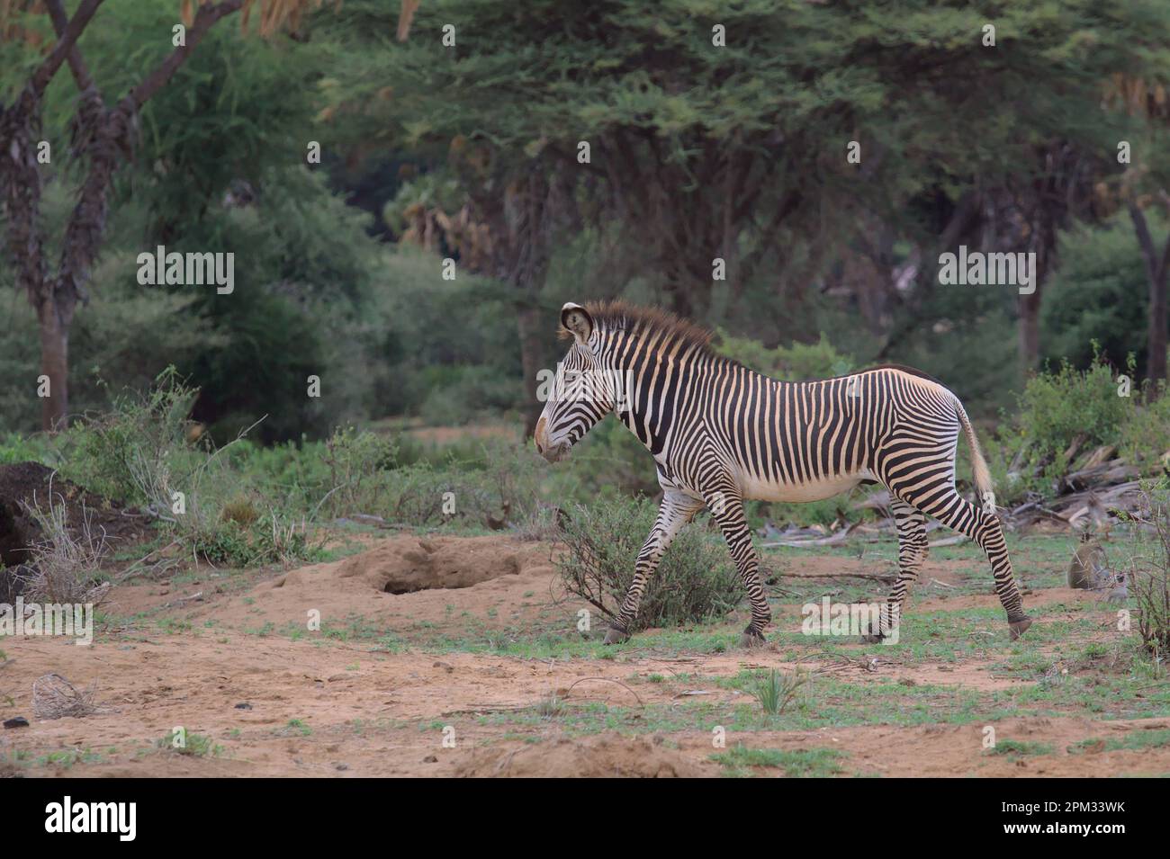 side view of a grevy's zebra walking in the wild semi arid savannah and ...