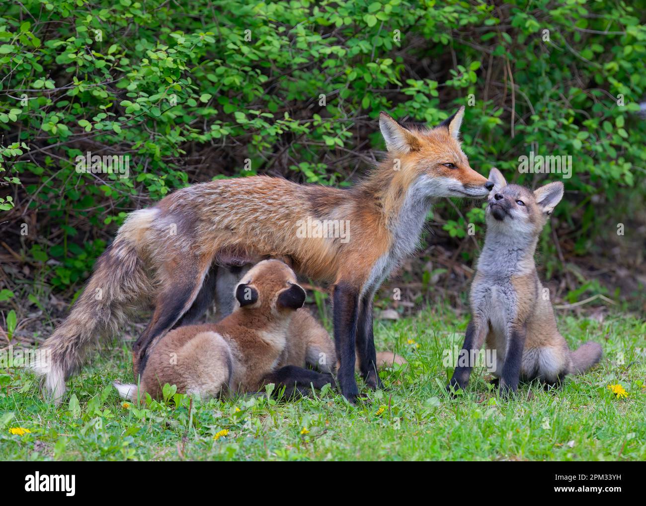Red fox Vulpes vulpes feeding her kits in the forest in springtime in