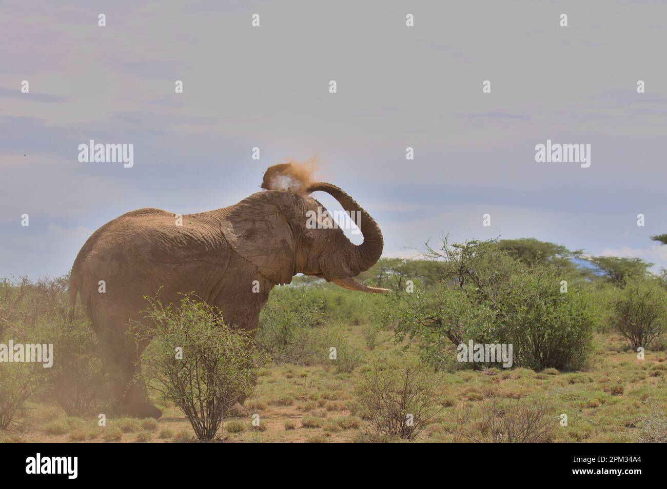 a lone african elephant covers itself in dust with its trunk in the wild savannah of buffalo springs national reseve, kenya Stock Photo