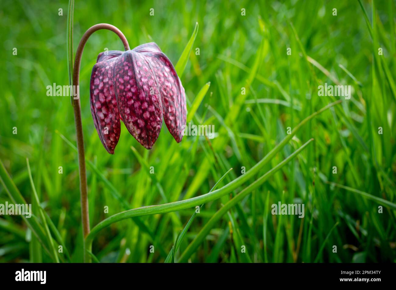 A purple Fritillaria meleagris flower growing in a meadow. Stock Photo