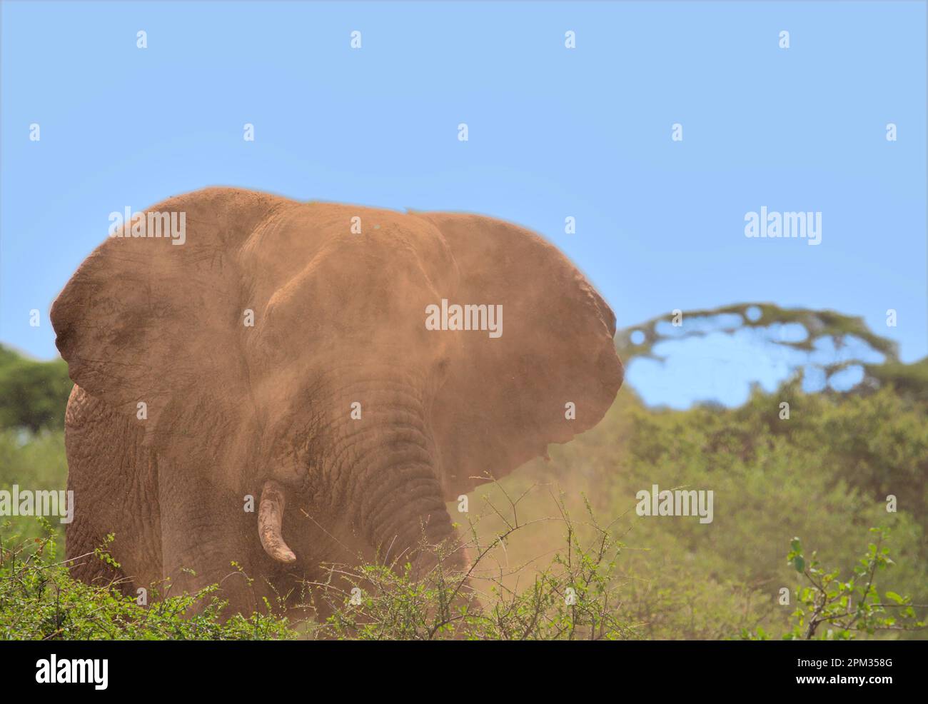 african elephant flapping its ears to spread dust over its head and