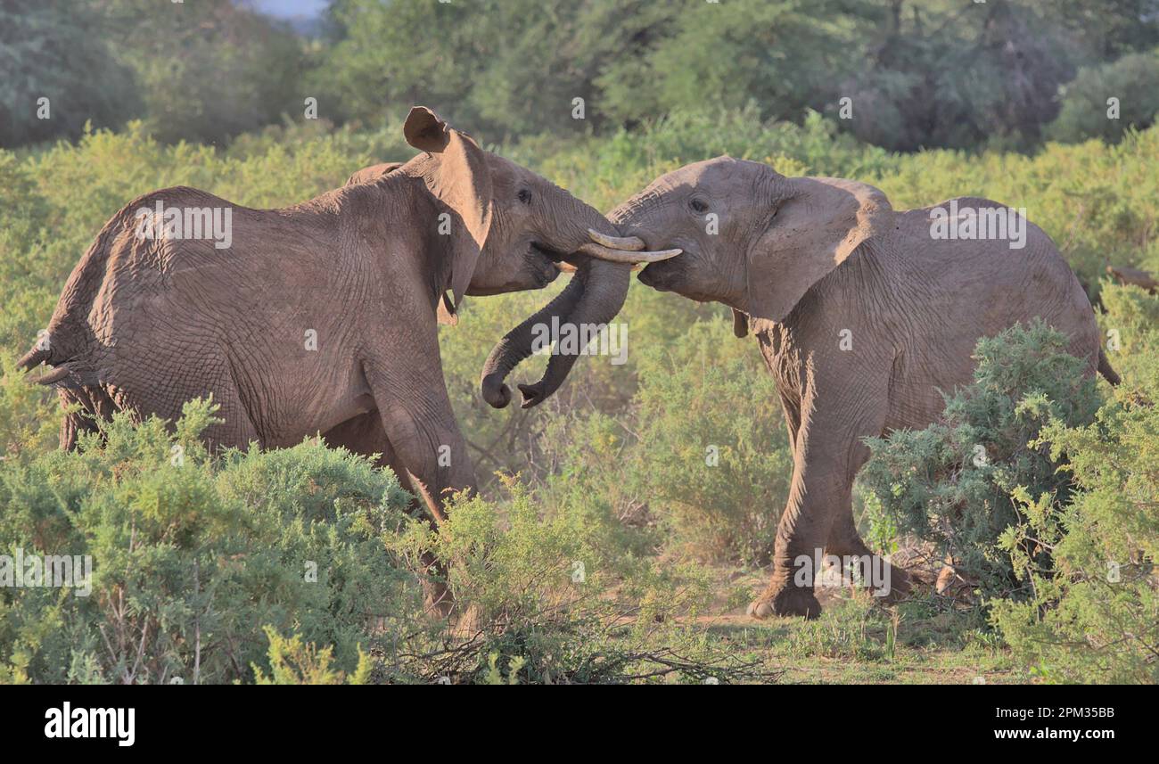 a couple of young male african elephants play fighting to assert dominance in the wild savannah of the buffalo springs national reserve, kenya Stock Photo