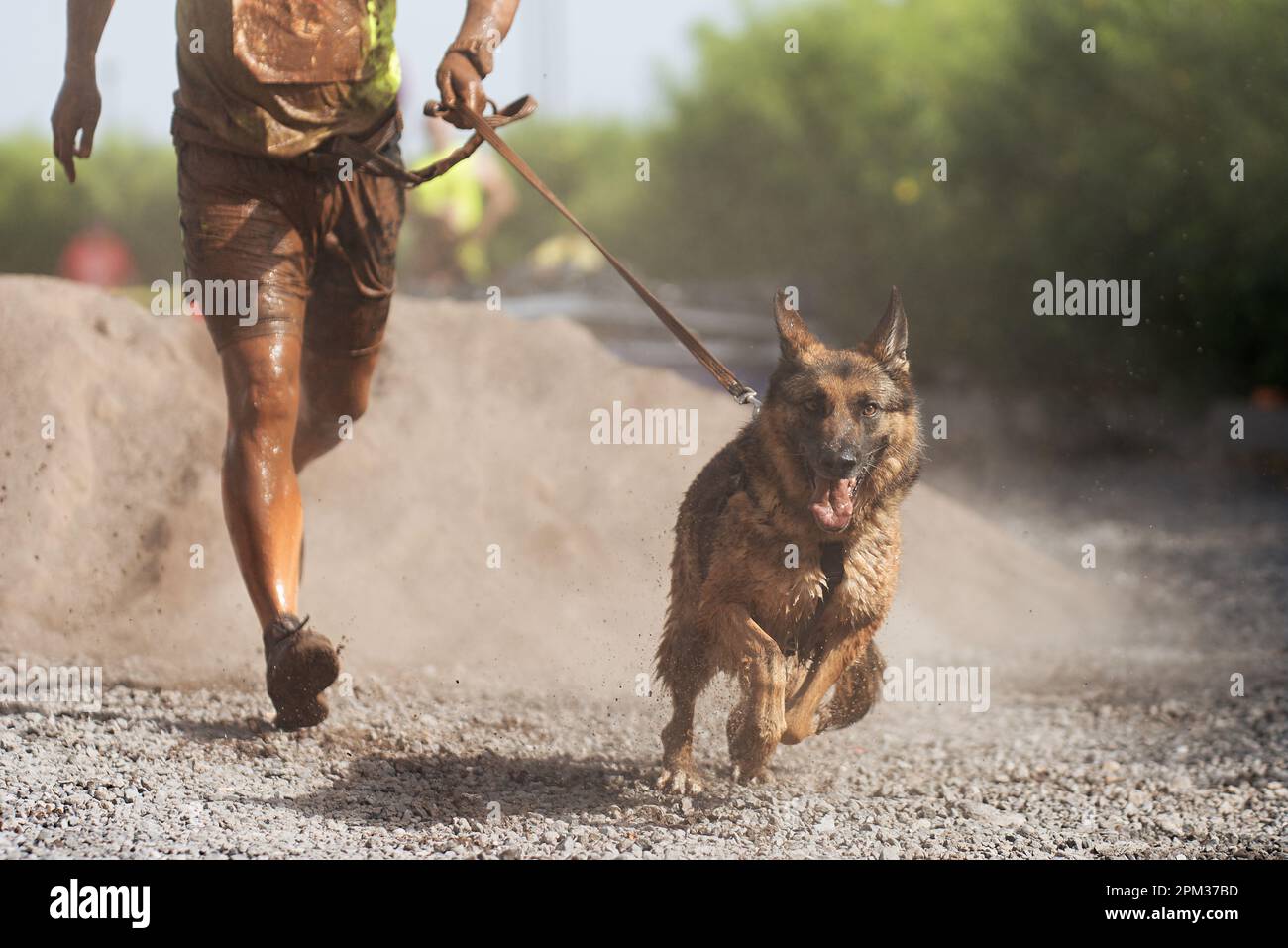 Dog and its owner taking part in a popular canicross race. Canicross ...