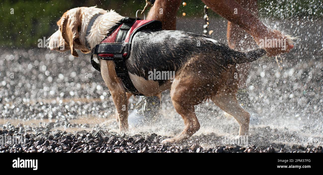 Refreshing the dog on a hot day, washing the dog with a garden hose