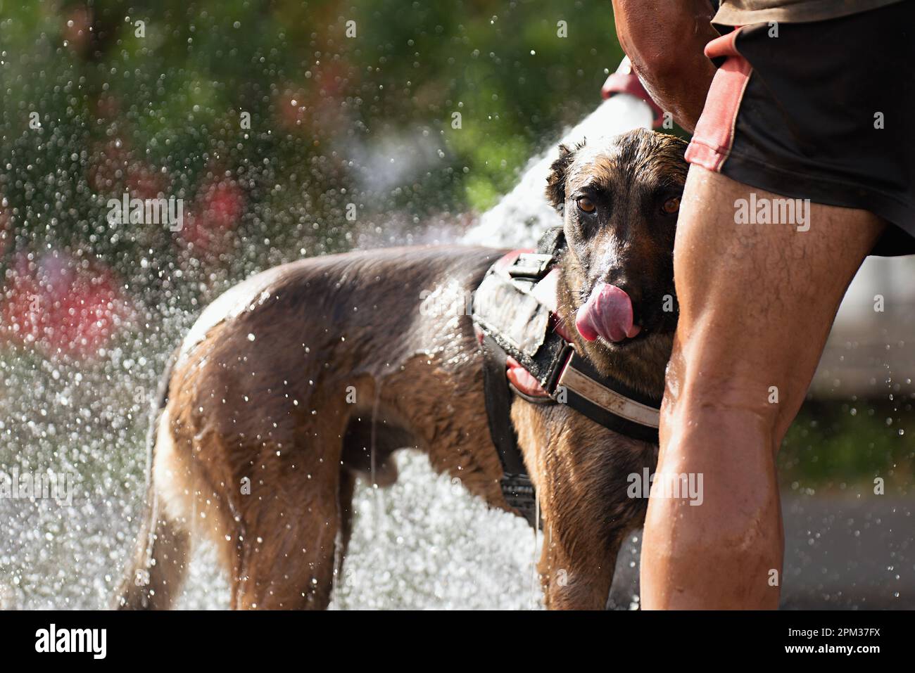 Refreshing the dog on a hot day, washing the dog with a garden hose