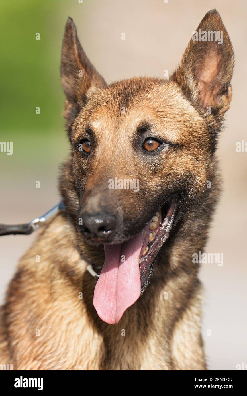 Malinois or Belgian Shepherd Dog laying on Grass Stock Photo - Alamy, image size:867x1390