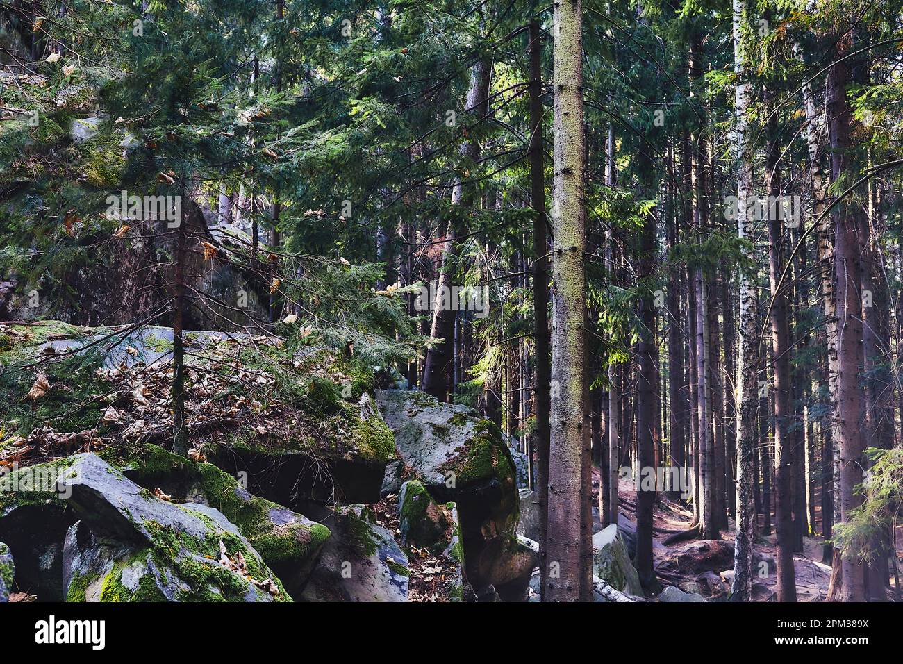 Dark green overgrown forest thicket with fir trees and stone rocks ...
