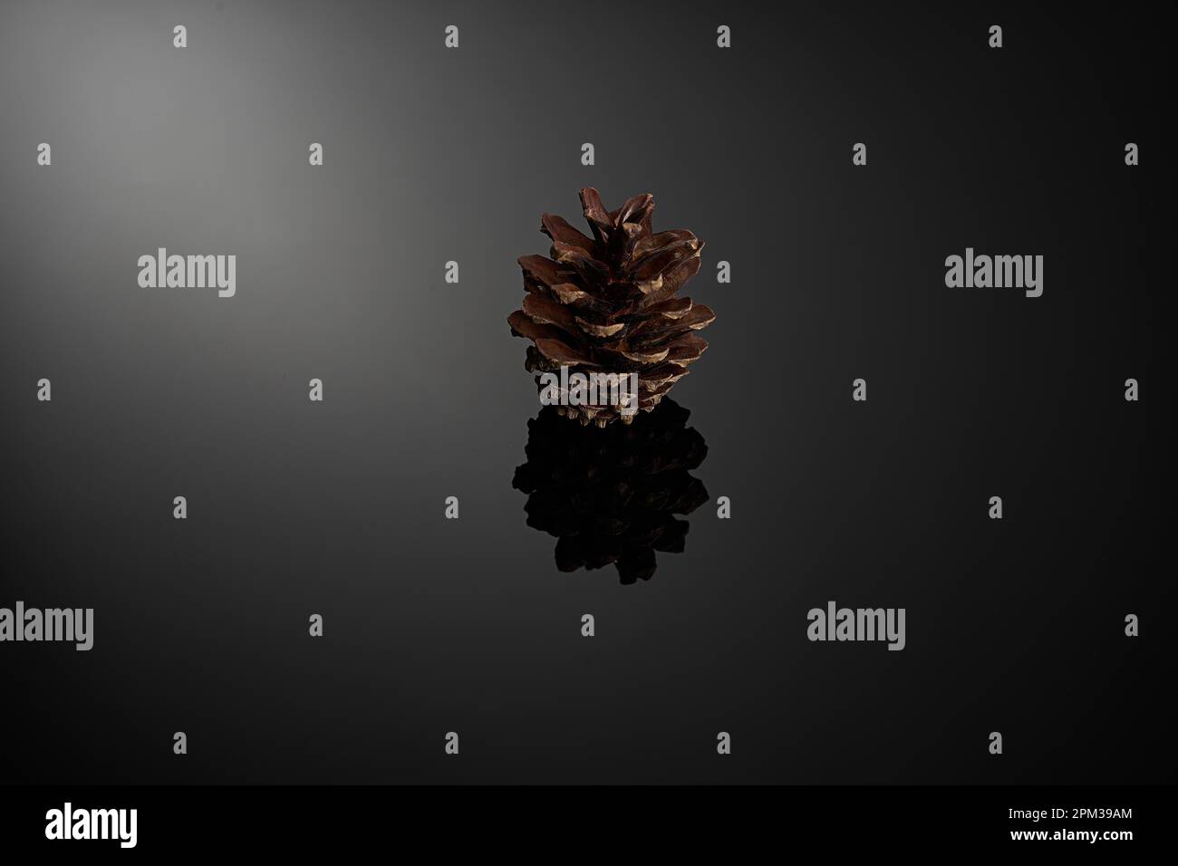 A close-up of a single brown pine cone resting on a black reflective background. Stock Photo