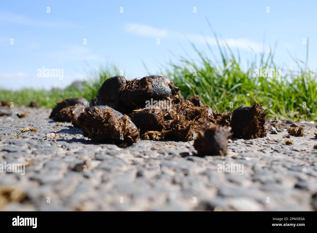 A closeup of horse manure on the ground Stock Photo Alamy