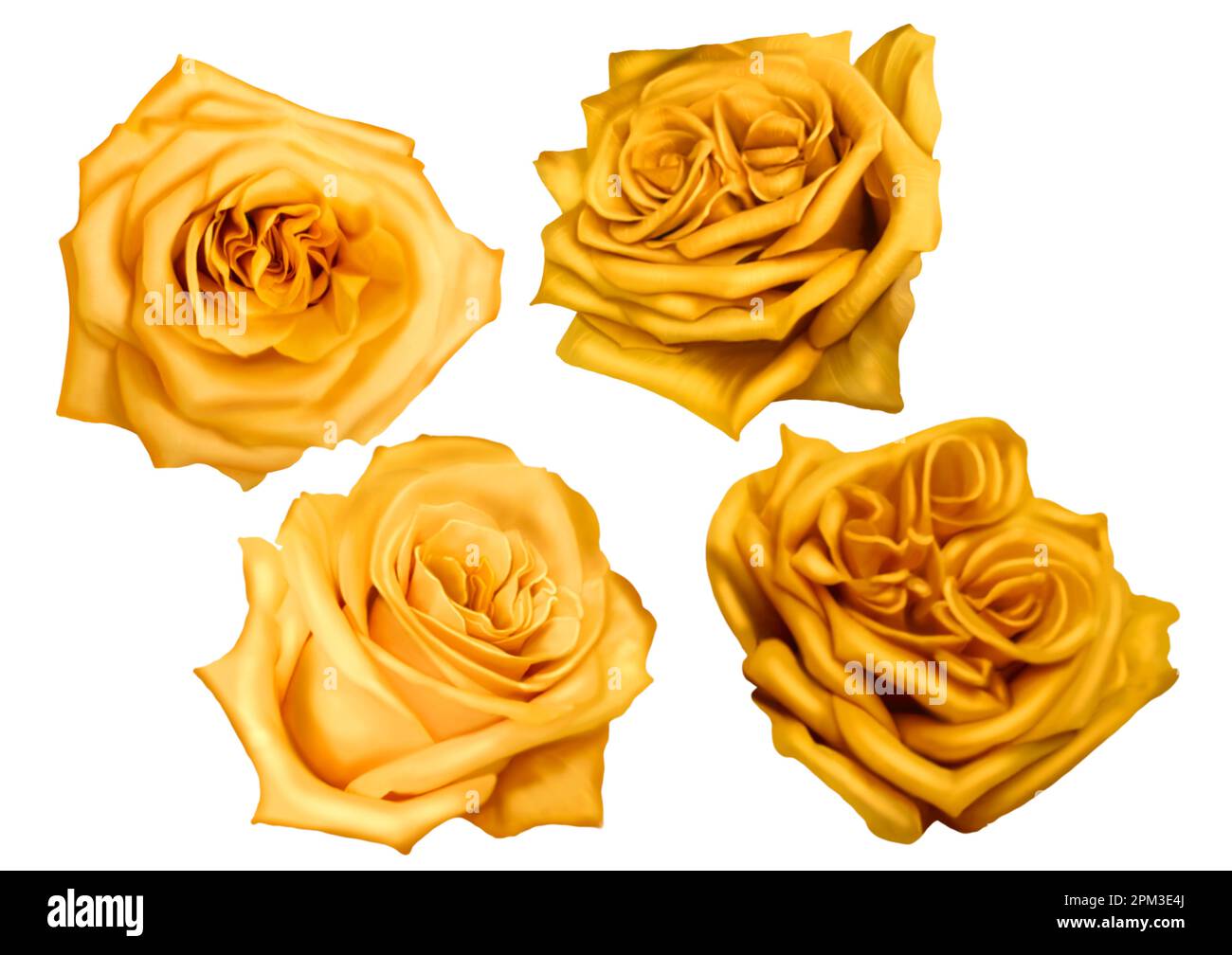Yellow Realistic Roses Watercolor Realistic yellow roses. set of isolated roses Stock Photo ...