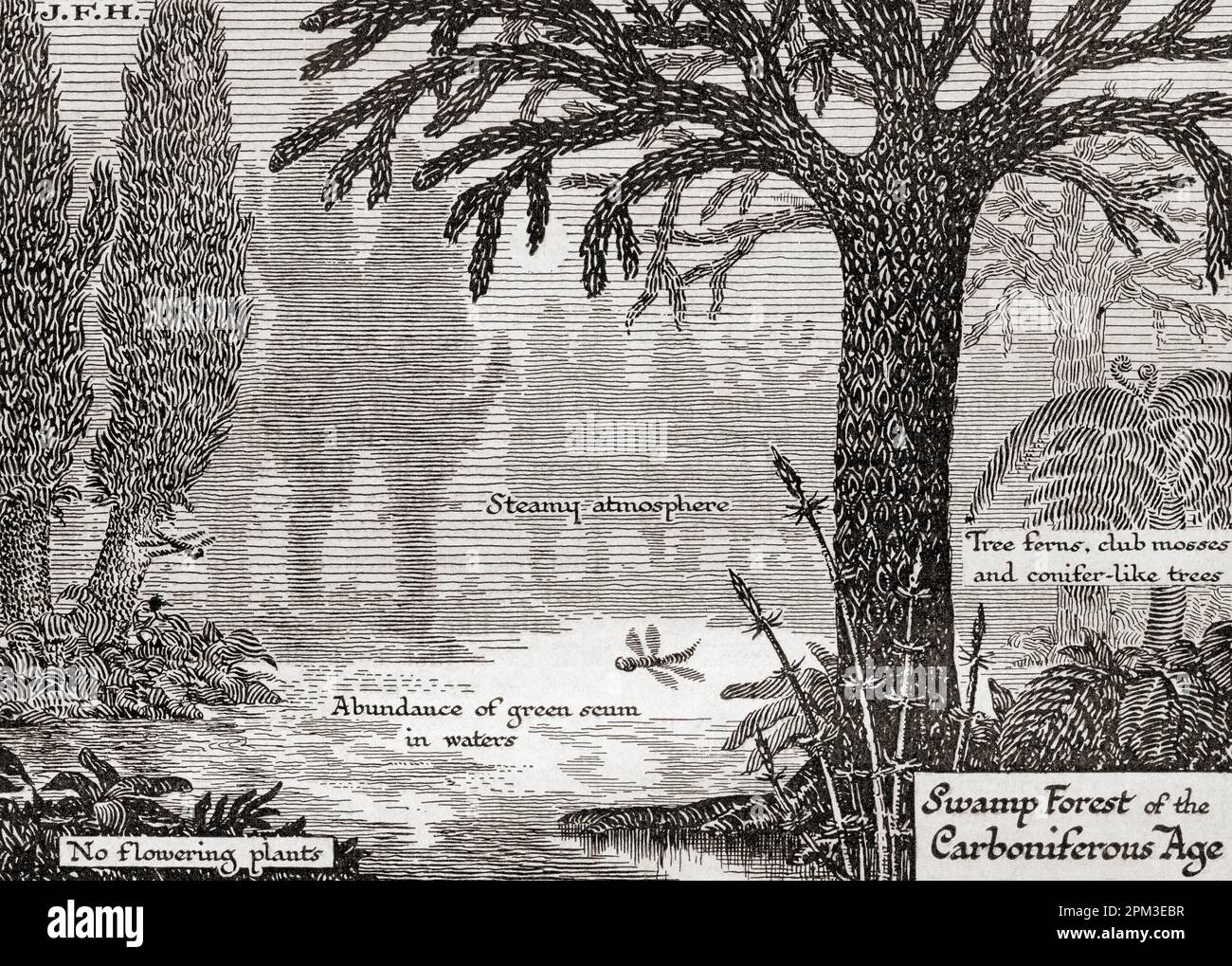 Diagram of life in the later Paleozoic or Palaeozoic Era.  Swamp forest of the Carboniferous Age. From the book Outline of History by H.G. Wells, published 1920. Stock Photo