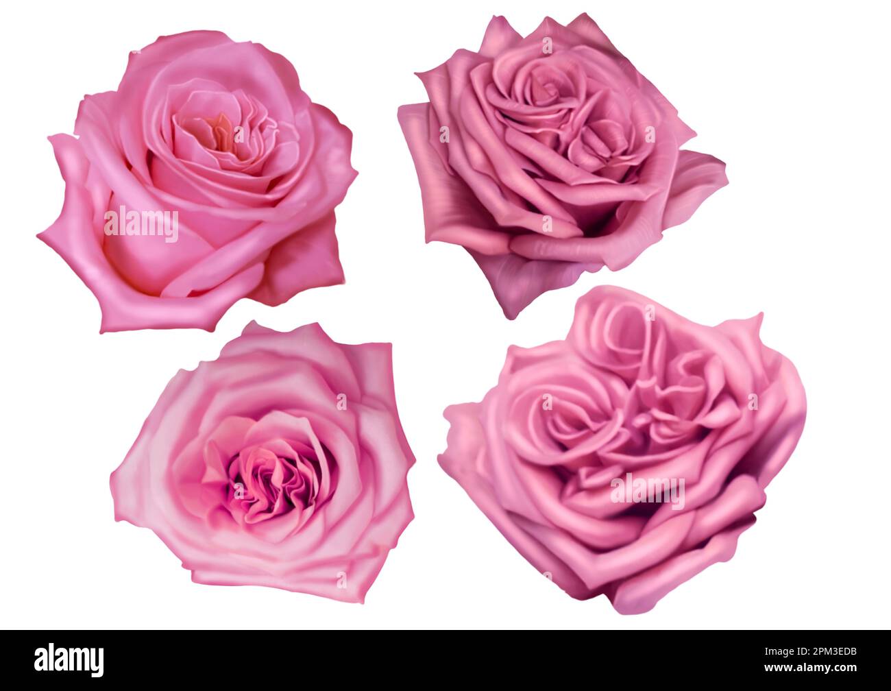 Watercolor pink roses. delicate realistic roses. Set of illustrations ...