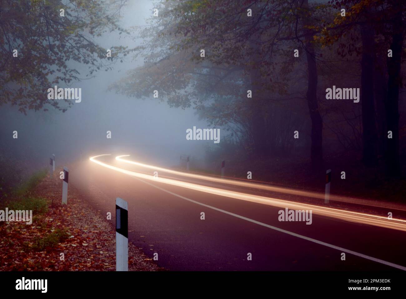 Trace of car light on a road through the forest on a foggy day. Nature, road, trip Stock Photo