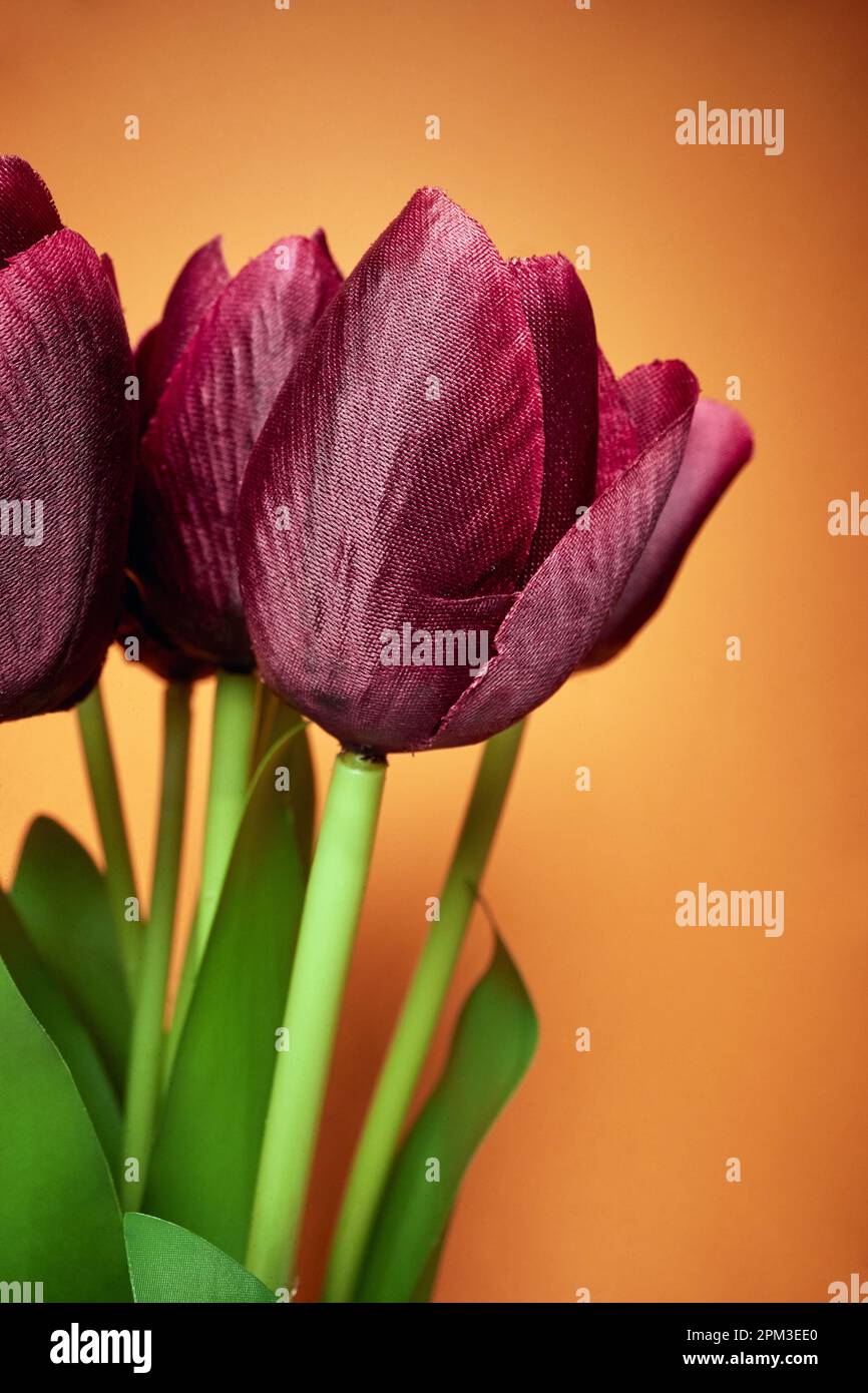 Macro view at beautiful flower of red tulips under the light in front of orange background. Natural, flowers, fragrant Stock Photo