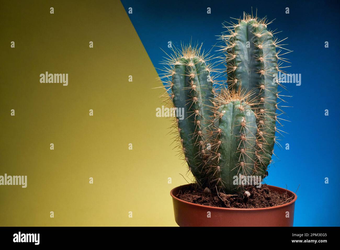 Close-up view of a cactus in the pot under the light in front of yellow-blue background. Natural, cactus, houseplant Stock Photo