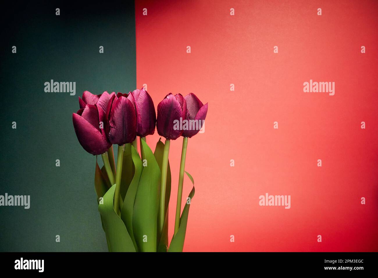 Close-up view at red tulips under the light in front of red-black background. Natural, flowers, fragrant Stock Photo