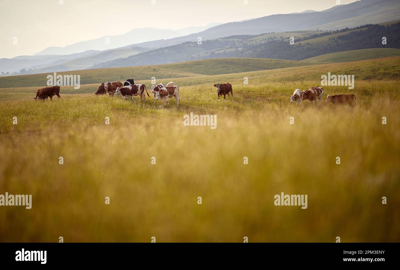 Dairy Cows In Pasture.Group of cows stand on the meadow Stock Photo - Alamy
