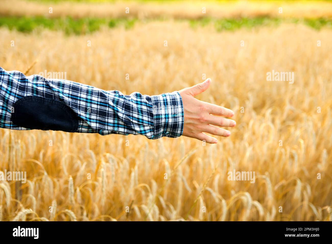 Freedom agriculture concept. Male hand touching a golden wheat ear in ...
