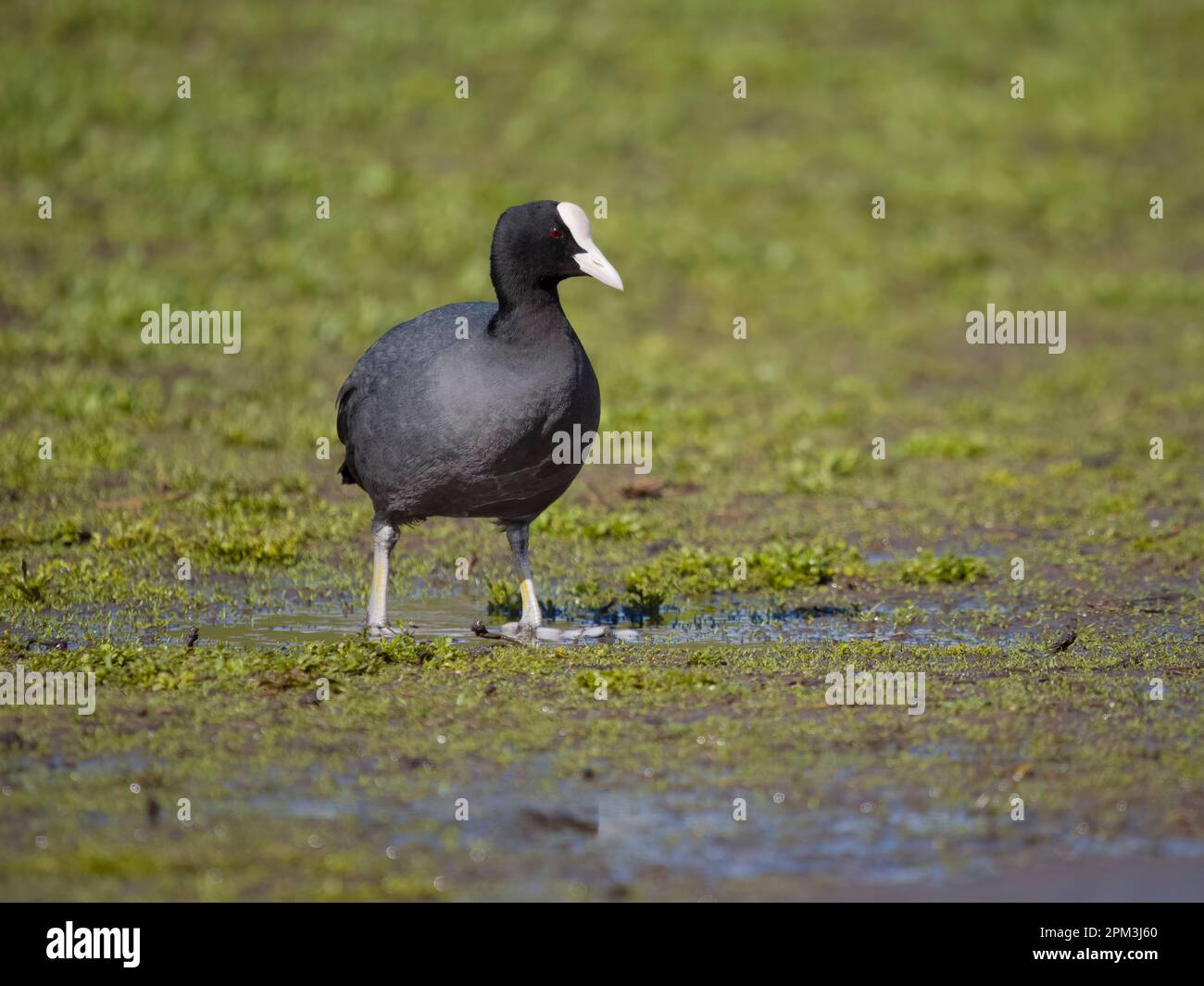 Coot, Fulica atra, single bird by water, Hertfordshire, March 2023 Stock Photo