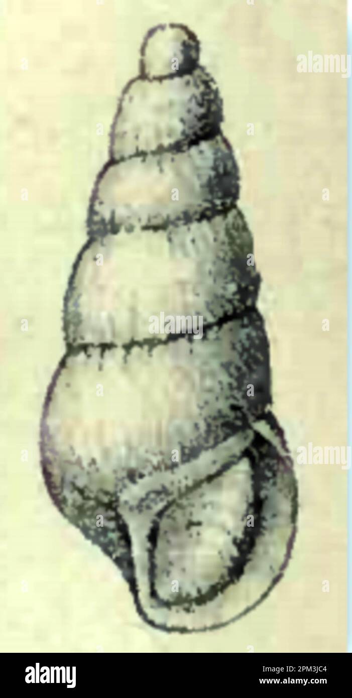Eulimella ventricosa Stock Photo
